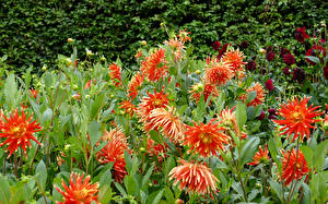 Picture Dahlias Many Flowers