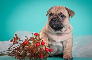 Fonds d'écran Chiens Bouledogue Bulldog Animaux