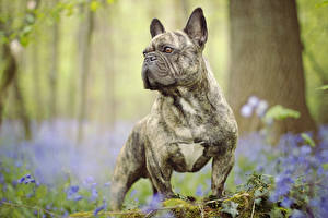 Wallpaper Dog French Bulldog Bulldog Animals