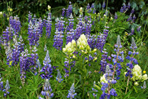 Bureaubladachtergronden Lupine Bloemen