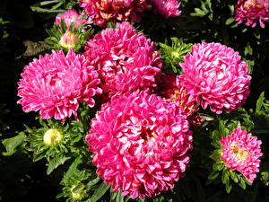 Papel de Parede Desktop Chrysanthemum De perto Cor-de-rosa Flores