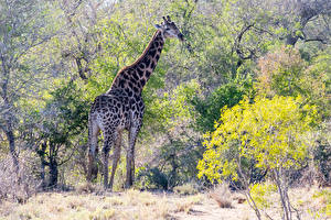 Pictures Giraffe Trees animal