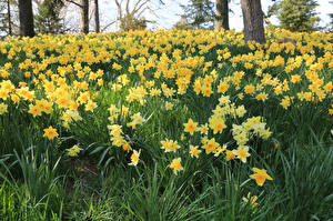 Bureaubladachtergronden Narcis Veel bloem