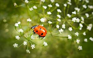 Fonds d'écran Coccinelles Animaux