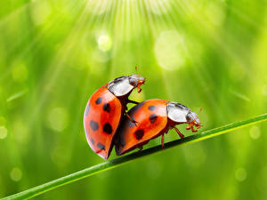 Hintergrundbilder Insekten Marienkäfer 2 Tiere